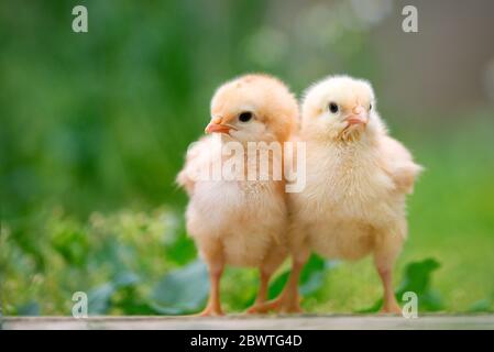 Group of funny baby chicks on the farm Stock Photo
