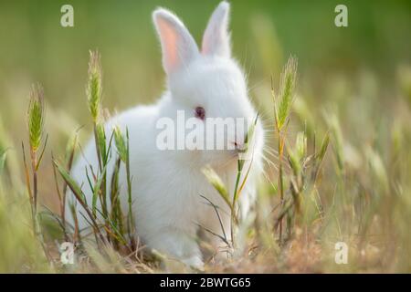 Little rabbit on green grass in summer day Stock Photo