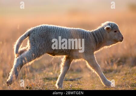 cute lambs running on field in spring Stock Photo
