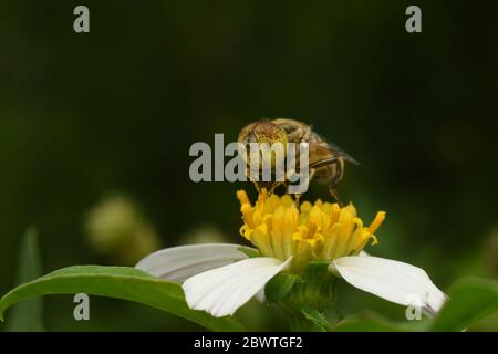 A spotted eye hoverfly perched on a tridax daisy flower Stock Photo