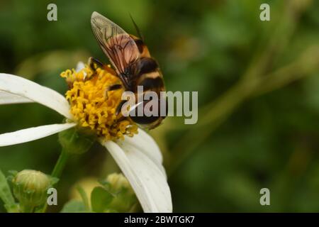 A hoverfly perched on a tridax daisy flower Stock Photo
