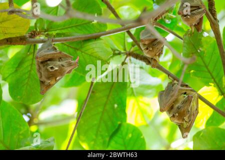 Peters's dwarf epauletted fruit bat Micropteropus pusillus, roosting in tree canopy, Tamale, Ghana, March Stock Photo