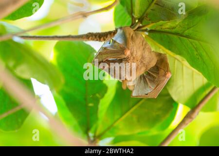 Peters's dwarf epauletted fruit bat Micropteropus pusillus, roosting in tree canopy, Tamale, Ghana, March Stock Photo