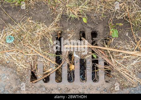 Close up of isolated UK road drain cover at side of UK countryside road covered in debris causing blocked water drains. UK highway drain covers. Stock Photo