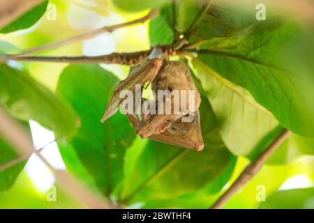 Peters's dwarf epauletted fruit bat Micropteropus pusillus, roosting in tree canopy, Tamale, Ghana, March Stock Photo