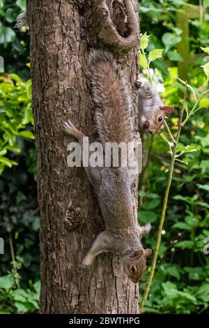two grey squirrels playing on a tree trunk Stock Photo