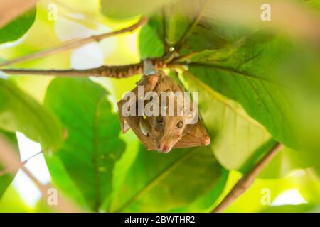 Peters's dwarf epauletted fruit bat Micropteropus pusillus, roosting in tree canopy, Tamale, Ghana, March Stock Photo