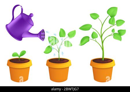 Infographic different stages of young plants growing up with the watering can. Vector botanical illustration of green sprout with leaves in pot isolat Stock Vector