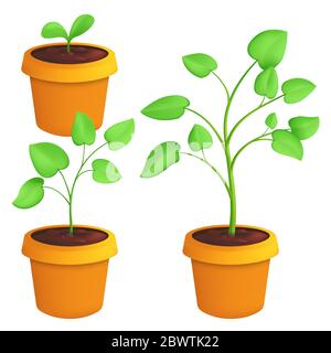 Different stages of growing young plant. Vector botanical set illustration of a green sprout with leaves in pot isolated on white background Stock Vector