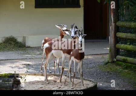 Dama gazelle (Nanger dama) in the zoo Stock Photo