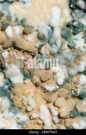 Moldy food in a plate Stock Photo