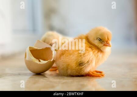 Two sleepy and tired yellow chicks on ground. Two very sweet chicks on floor. Stock Photo