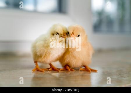 Two sleepy and tired yellow chicks on ground. Two very sweet chicks on floor. Stock Photo