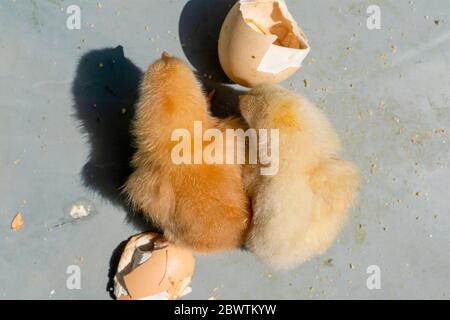 Top view of two yellow chicks on ground. Two very sweet chicks on floor. Two newly hatched chicks are fed with food on the ground. Stock Photo