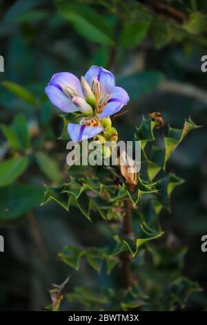 Acanthus Ilicifolius flower. Selective focus. Shallow depth of field. Background blur. Stock Photo