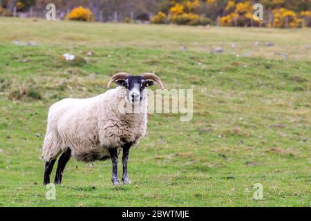 Scottish Blackface sheep standing in a Scottish meadow Stock Photo