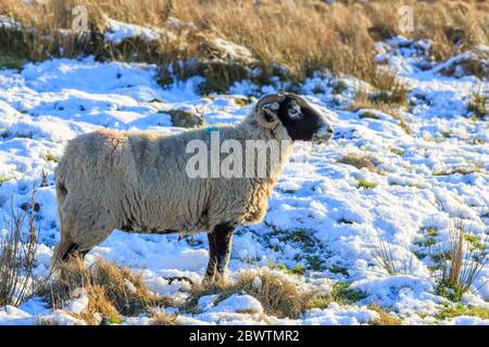 Scottish Blackface sheep standing in a snow coverd meadow Stock Photo