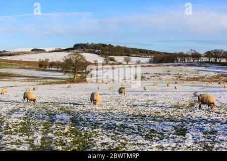 Scottish Blackface sheep grazing on snow coverd meadows Stock Photo