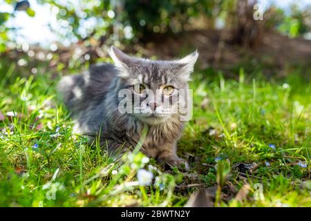 Portrait of young gray cat lying on grass Stock Photo