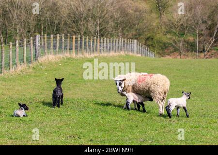 Blackface lambs lying down in a sunlit Scottish meadow Stock Photo