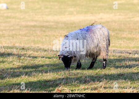 Single Black face sheep grazing in a Scottish meadow Stock Photo
