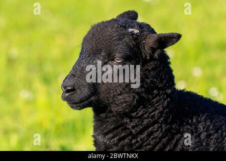 Close up on a unlit Black Lamb head Stock Photo