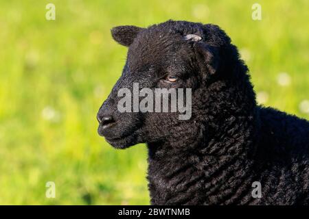 Close up on a unlit Black Lamb head Stock Photo