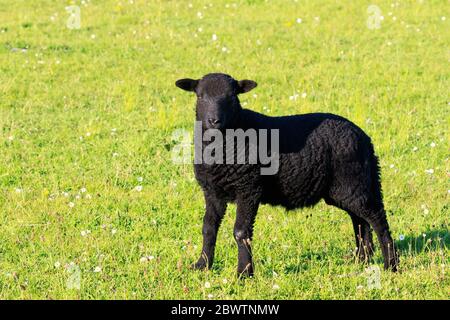 Sunlit Black Lamb standing in a meadow Stock Photo
