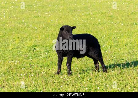 Sunlit Black Lamb standing in a meadow Stock Photo