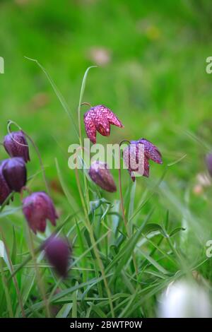 Germany, Close-up of blooming snakes head fritillaries (Fritillaria meleagris) Stock Photo