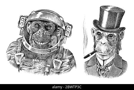 Monkey astronaut and gentleman with a cigar. Chimpanzee Spaceman dressed in Suit. Fashion Animal character. Hand drawn sketch. Vector engraved Stock Vector