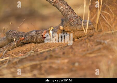 White-throated francolin Peliperdix albogularis, perched on earth mound & calling, Mole National Park, Ghana, March Stock Photo