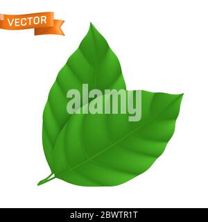 Green detailed leaf, vector illustration with two ribbed leaves isolated on white background, can be used as eco icon or web design element Stock Vector