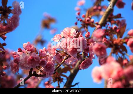 Germany, Low angle view of pink cherry blossoms Stock Photo
