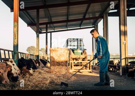 Young farmer wearing blue overall while feeding straw to calves on his farm Stock Photo