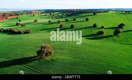 Spain, Province of Guadalajara, Yunquera de Henares, Drone view of green countryside fields Stock Photo