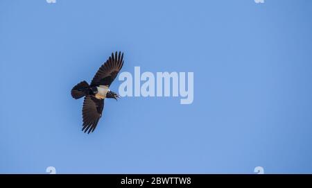 A pied crow isolated against a clear blue winter sky on the Highveld of Gauteng in South Africa image in horizontal format Stock Photo