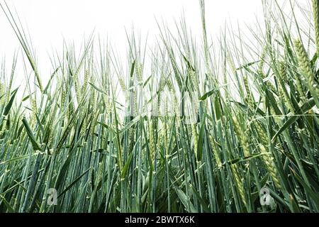 Germany, Close-up of barley (Hordeum vulgare) growing in spring Stock Photo