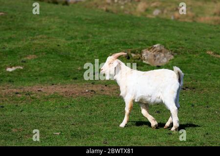 White Boer Goat with horns walking Stock Photo