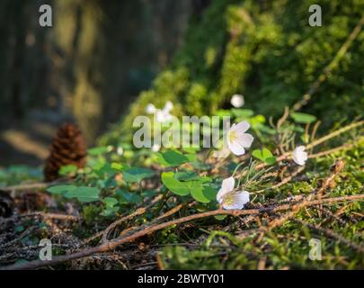 Germany, Close-up of wood sorrels (Oxalis Acetosella) blooming in Upper Palatinate Forest Stock Photo