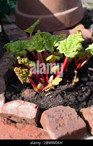 Rhubarb growing in vegetable garden Stock Photo