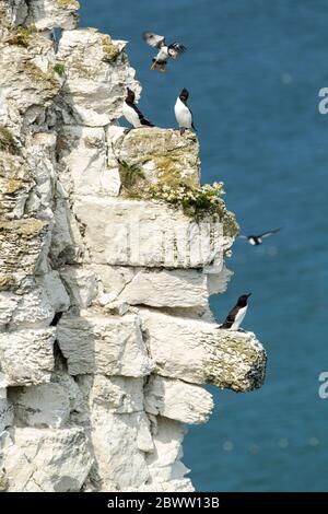 An Atlantic puffin (Fratercula arctica) in flight about to land and challenging some razorbills (Alca torda) for room against a blue sea Stock Photo