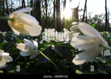 Germany, Sun setting over bed of blooming wood anemones (Anemone nemorosa) Stock Photo