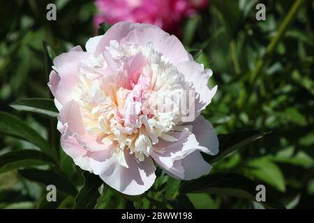 White peony flower, isolated. Stock Photo