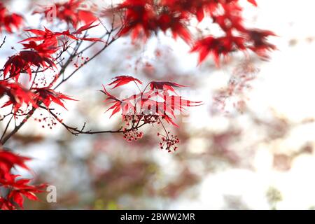 Germany, Branches of Japanese maple (Acer palmatum) Stock Photo