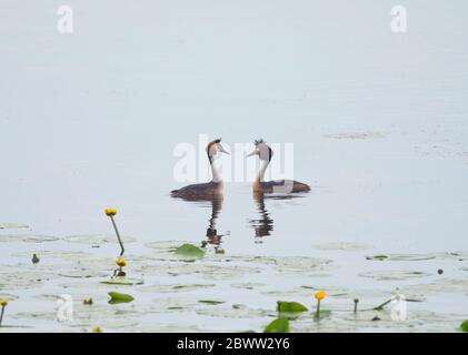 Germany, Bavaria, Two great crested grebes (Podiceps cristatus) swimming in Chiemsee lake Stock Photo