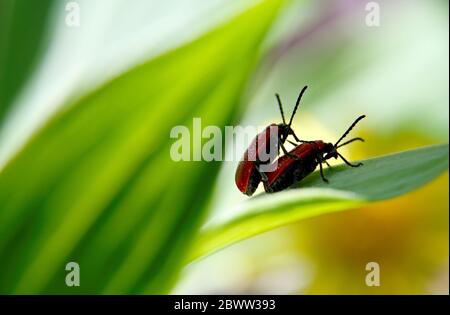 Two scarlet lily beetles after mating Stock Photo