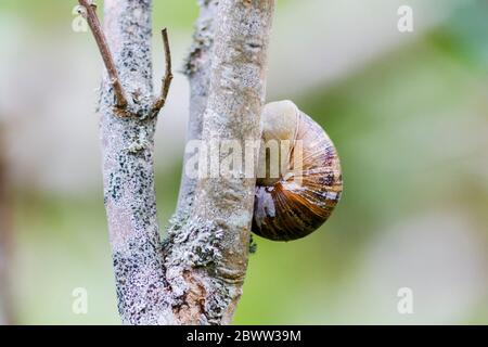 Garden snail (Helix aspersa) , UK garden. Stock Photo