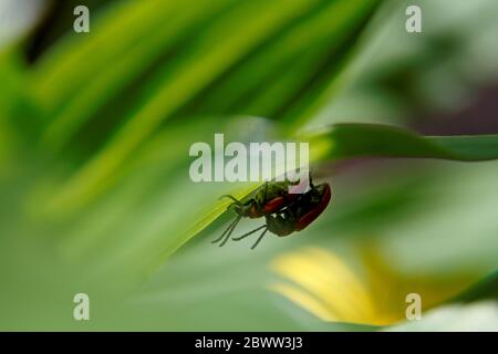 Two scarlet lily beetles after mating Stock Photo