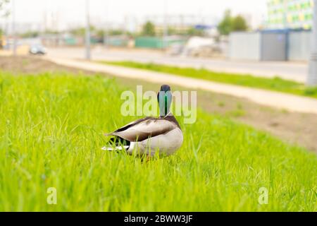 Mallard duck goes on the road. danger of running over animals in the city Stock Photo